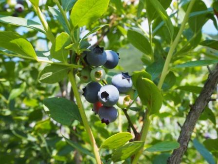 ブルーベリーが色づき始めています