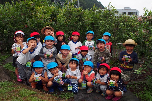 ブルーベリー美味しいよ～♪波賀みどり保育園児が摘み取りをしました。
