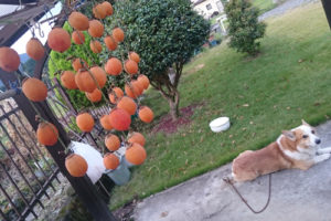 %e5%b9%b2%e3%81%97%e6%9f%bf-%ef%bc%93hi