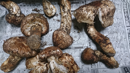 道の駅みなみ波賀　季節の味覚　松茸