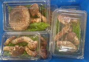 %e6%a4%8d%e6%9c%a8%e6%9d%be%e8%8c%b8