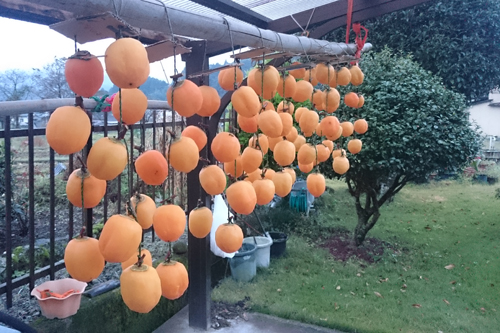 干し柿《西条柿》日記-2