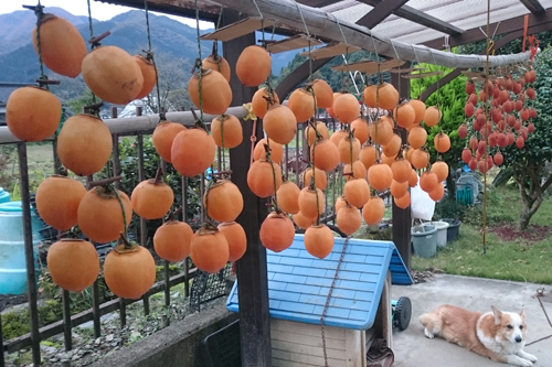 干し柿《西条柿》日記　道の駅みなみ波賀