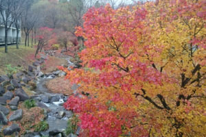 20161119%e7%b4%85%e8%91%89