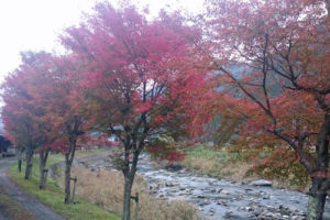 %e6%b2%b3%e5%b7%9d%e7%b4%85%e8%91%89