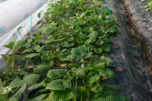 春の訪れを告げる葉わさび、ふきのとう　道の駅みなみ波賀