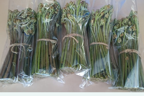 春　わらび　が出始めました。　道の駅みなみ波賀