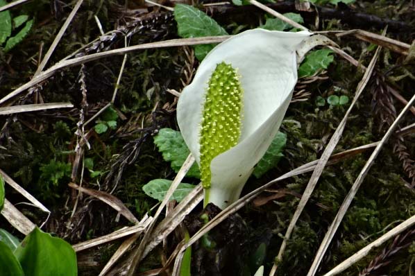 東山温泉　みずばしょう　道の駅みなみ波賀から１０分