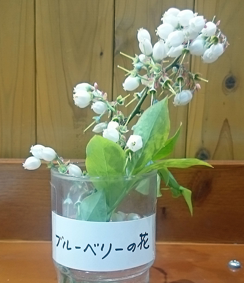 ブルーベリーの花が満開です　道の駅みなみ波賀農園