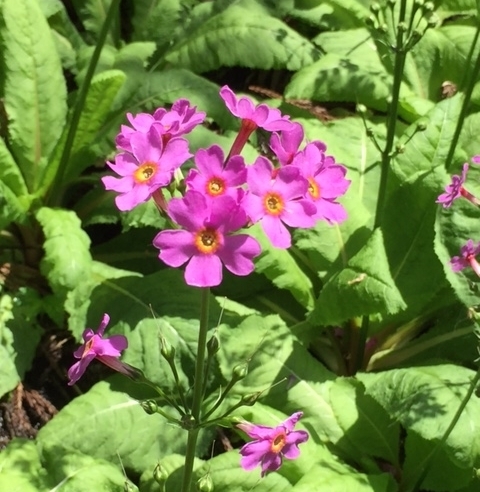 東山温泉　クリンソウが満開！　道の駅みなみ波賀から15分