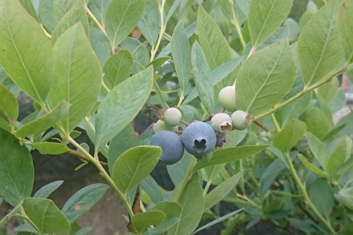 道の駅みなみ波賀ブルーベリー農園　防鳥ネット張りました　