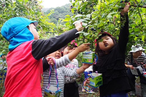 ブルーベリーまつり　道の駅みなみ波賀　兵庫の道の駅