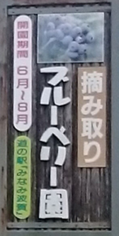ブルーベリー狩り　７月２０日から始めます　兵庫　道の駅みなみ波賀