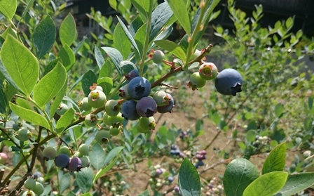 ブルーベリーが色づき始めました！道の駅みなみ波賀