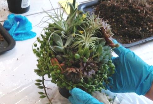 道の駅はが　多肉植物の寄せ植え教室