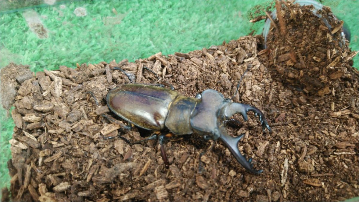 道の駅はが　天然クワガタ入荷しました！