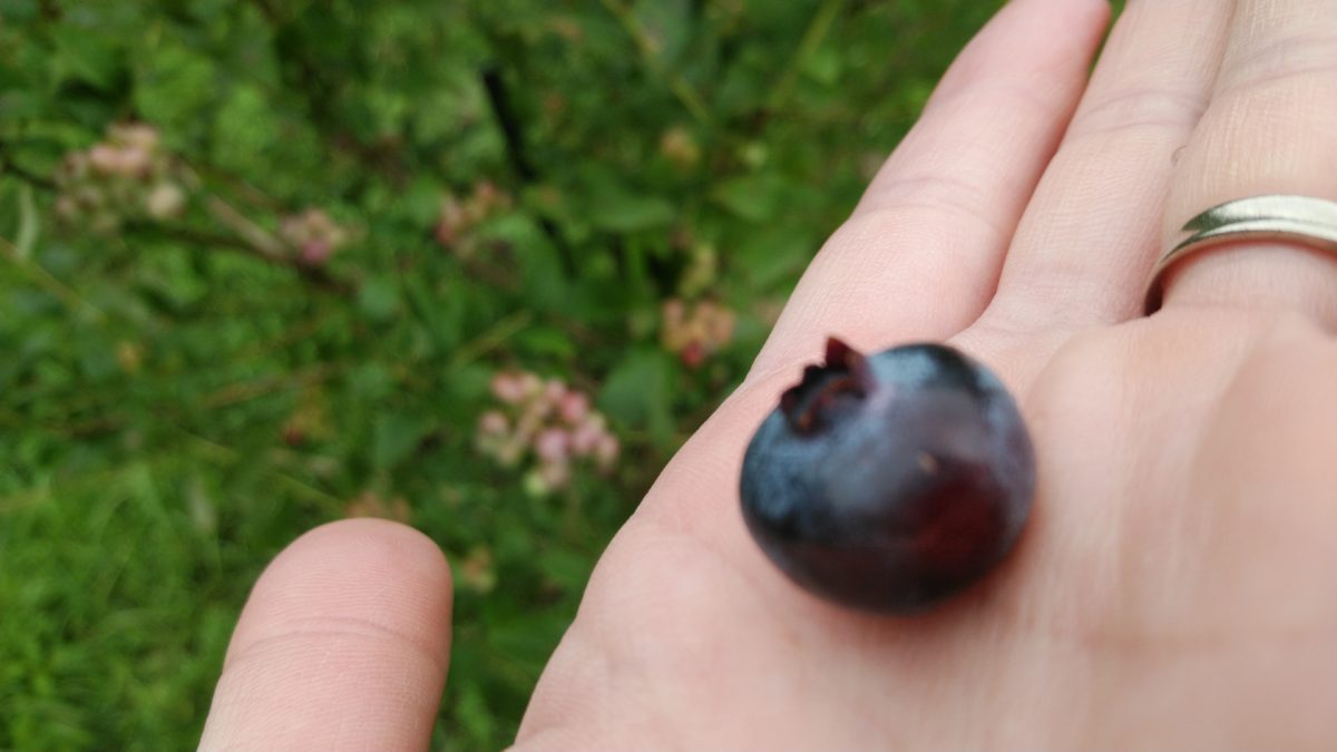 道の駅はが　有賀いきいきクラブ　ブルーベリー園　大きな実です！