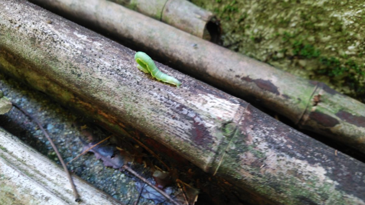 道の駅はが　夏休み　虫取り