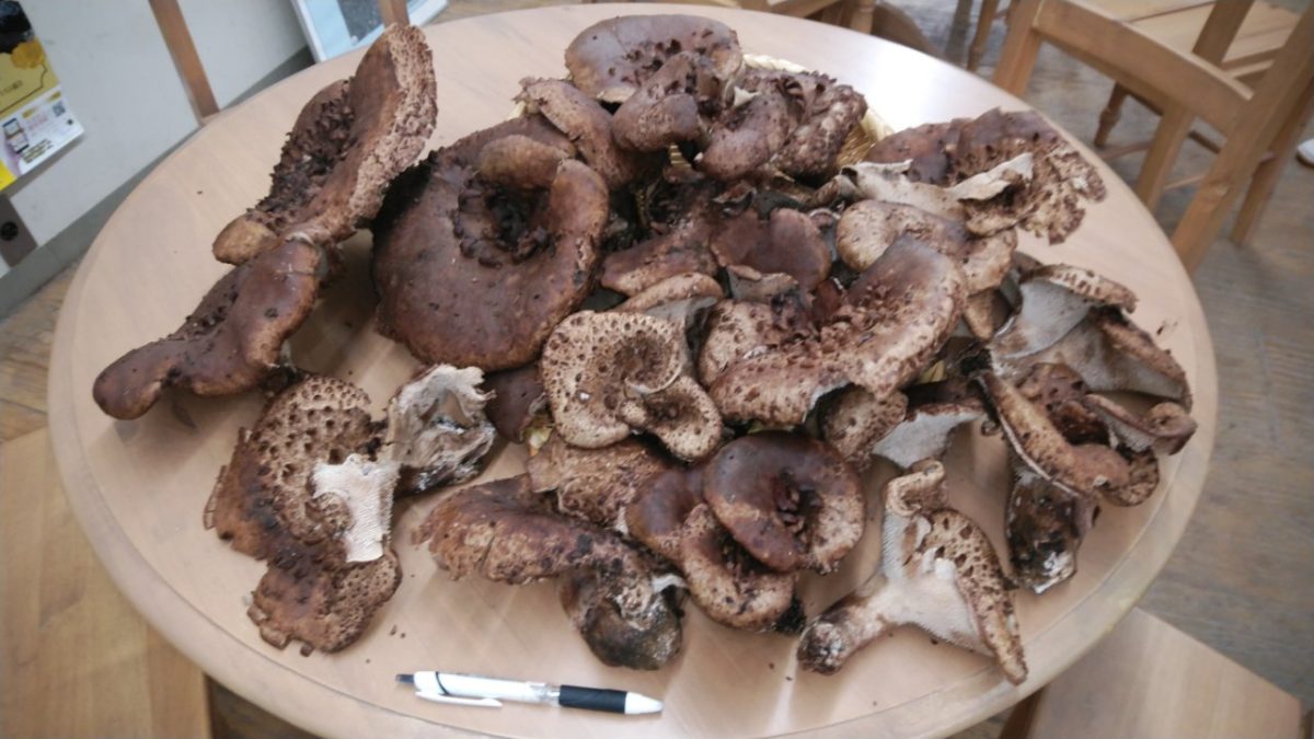 道の駅はが　天然こうたけ　大量入荷！！