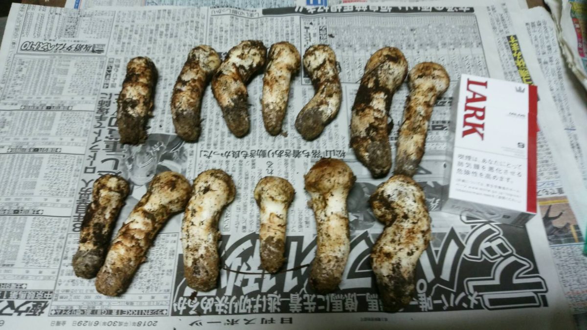 道の駅はが　ぞくぞくと入荷　天然茸