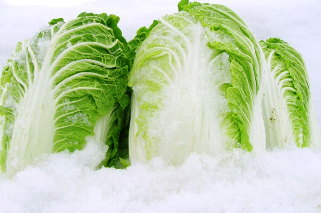 雪の下野菜　道の駅みなみ波賀