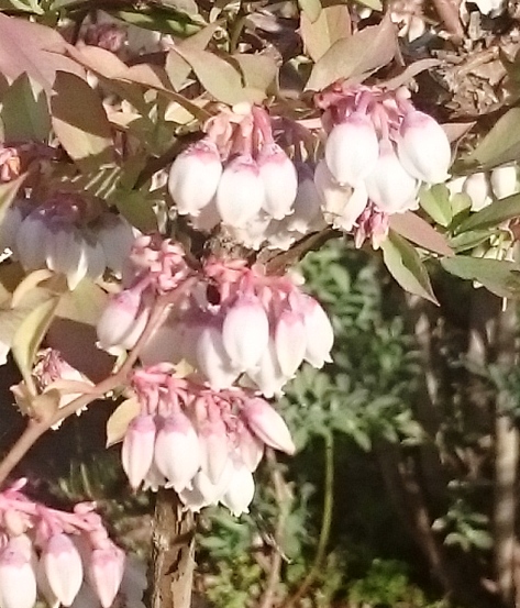 道の駅みなみ波賀　ブルーベリーの花咲き始めました