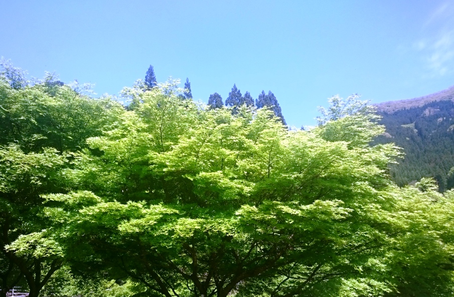 波賀温泉楓香荘　新緑 青もみじ 道の駅みなみ波賀から10分