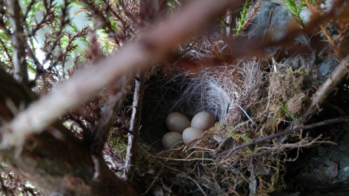 道の駅はが　セキレイのたまご　観察　大自然の中　