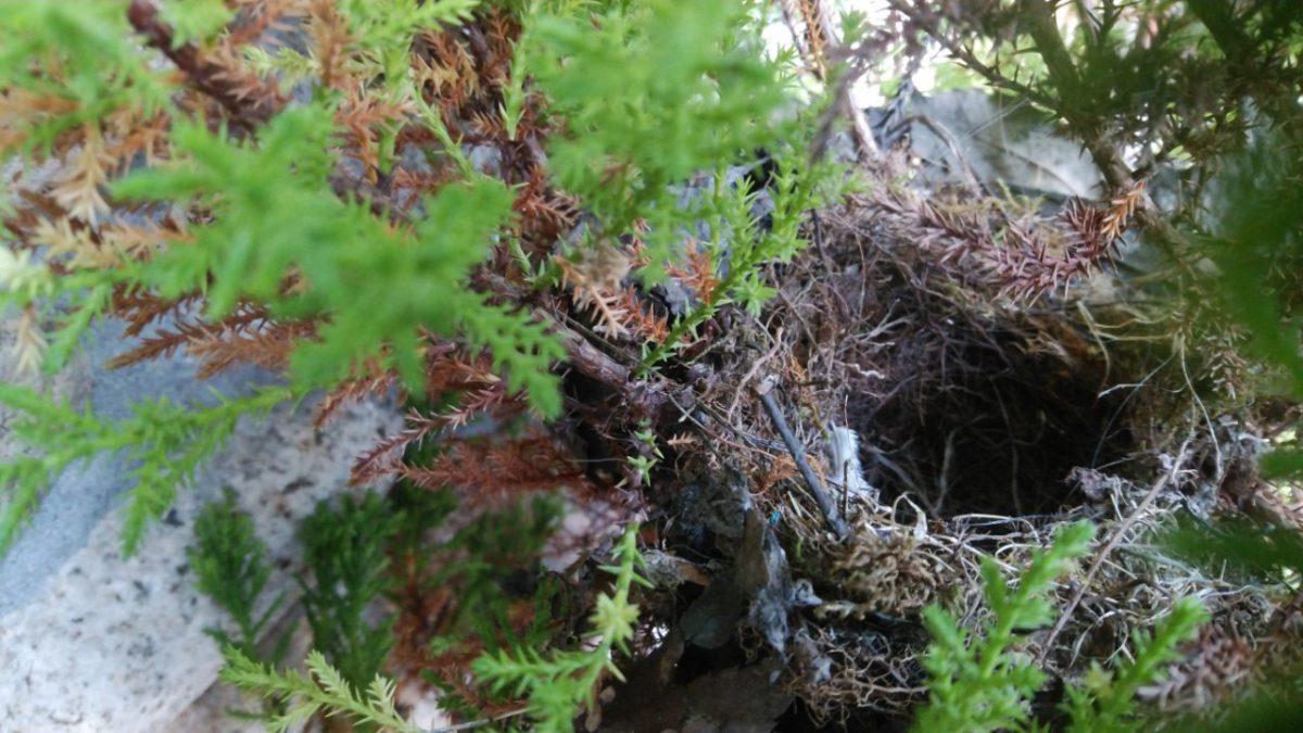 道の駅はが　新しい巣　巣作り　セキレイ　