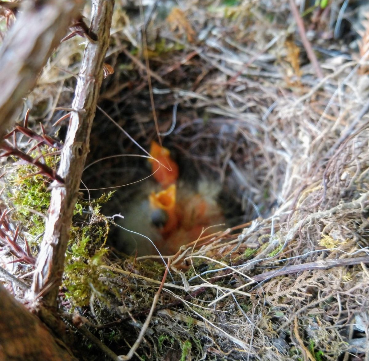 道の駅はが　セキレイ　観察