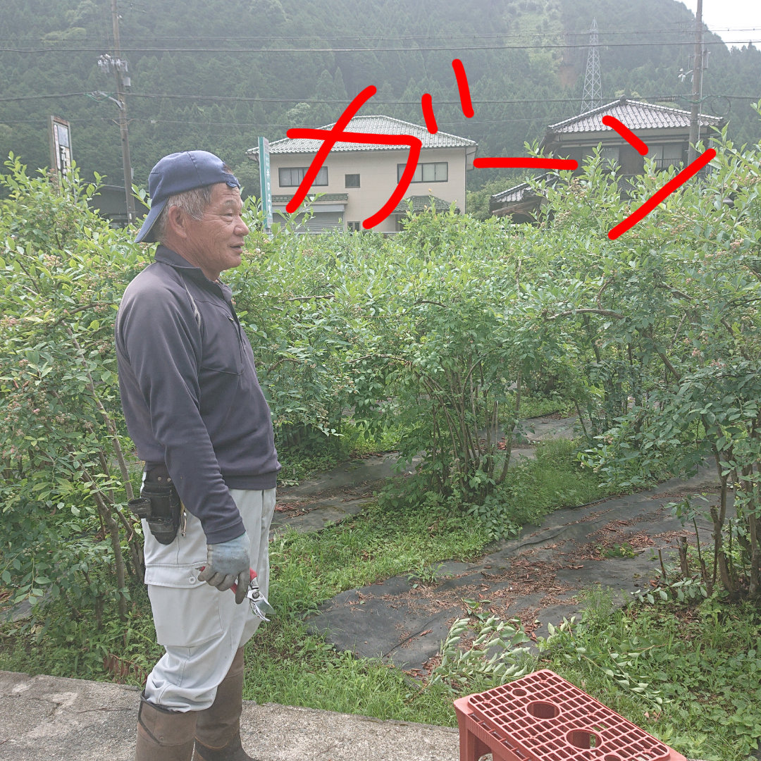 ブルーベリーは⁉️⁉️  道の駅みなみ波賀