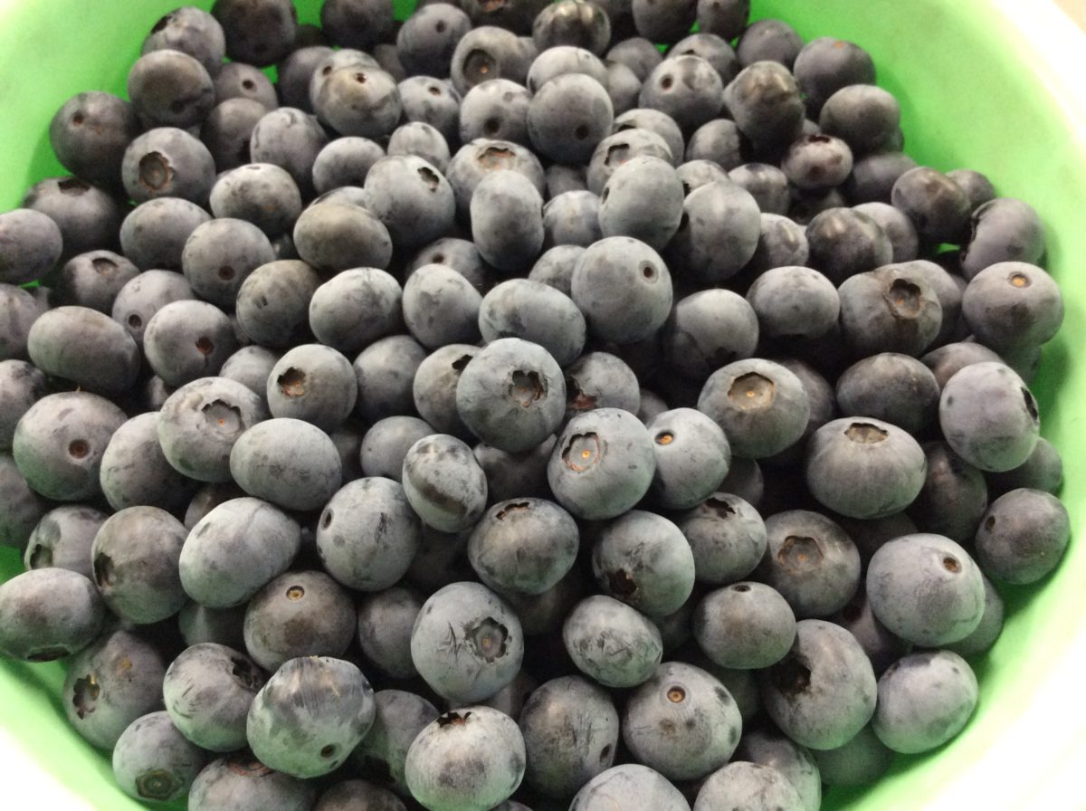 ブルーベリーまつり大盛況❗️  道の駅みなみ波賀