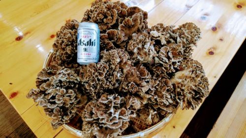 道の駅はが　天然舞茸　秋の味覚狩り　キノコ