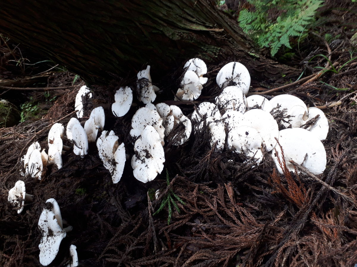 道の駅はが　秋の味覚　天然キノコ　