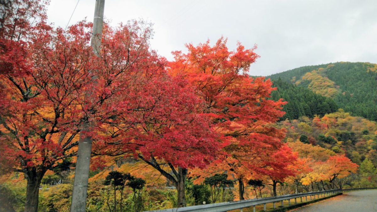 道の駅はが　紅葉　紅葉狩り