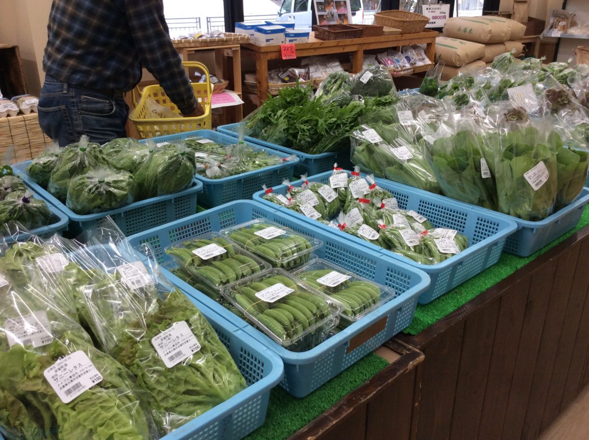 ふき、わらび、入荷しています❗️  道の駅みなみ波賀野菜直売所