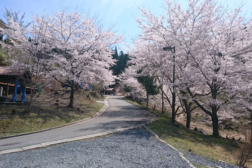東山温泉　桜