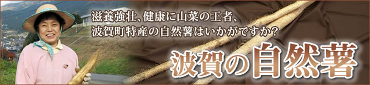 自然薯なら、波賀町特産の自然薯をご賞味ください。